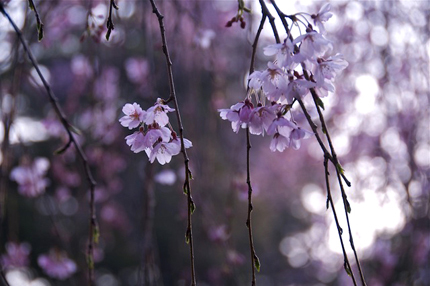 桜の園2.jpg